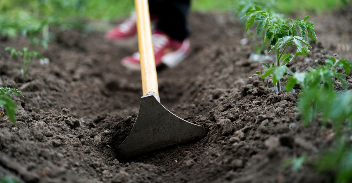 hoeing soil